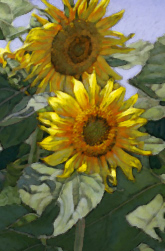 sunflower.jpg